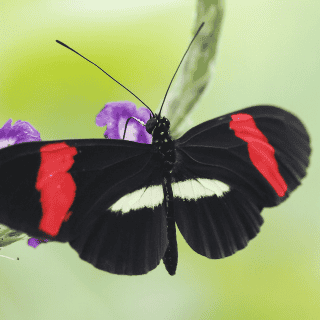 Las mariposas son indicadores de ecosistemas saludables