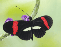 Esto tiene que decir un experto en mariposas sobre la presencia de estos insectos en América Latina. EFE / ARCHIVO