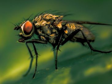 La técnica utilizada, conocida como método del insecto estéril, consiste en la cría masiva de machos de la plaga, que posteriormente son esterilizados con radiación antes de ser liberados en grandes cantidades en las zonas afectadas.  CANVA