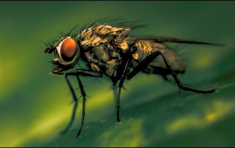 La técnica utilizada, conocida como método del insecto estéril, consiste en la cría masiva de machos de la plaga, que posteriormente son esterilizados con radiación antes de ser liberados en grandes cantidades en las zonas afectadas.  CANVA