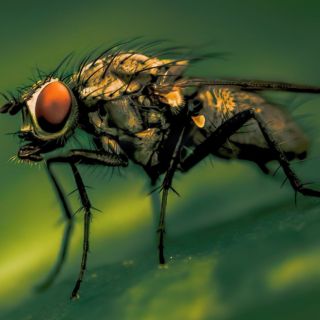 Nuevo León libera 800 mil moscas para combatir el gusano barrenador