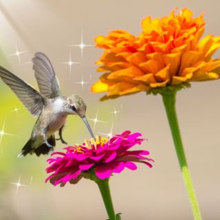 Técnicas especiales para atraer colibríes y mariposas a tu hogar
