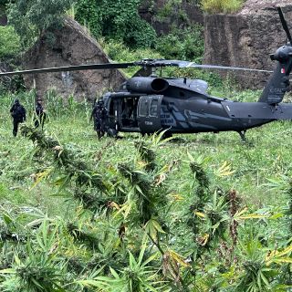 La SSE halla más de 37 mil plantas de mariguana en Hostotipaquillo