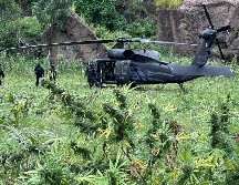 En total, se contabilizaron cerca de 35 mil 200 plantas de supuesta marihuana, con una altura de cerca de 1.8 metros. CORTESÍA/SSE