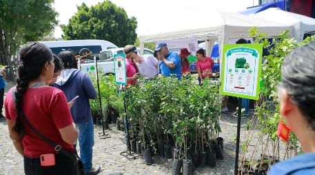 Los árboles se entregarán en actividades coordinadas por Cuidamos Guadalajara, en espacios públicos de gran afluencia como tianguis, mercados, plazas y áreas recreativas. EL INFORMADOR/Archivo