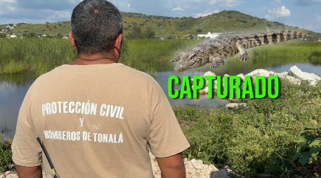 La Unasam se hará cargo del cocodrilo 