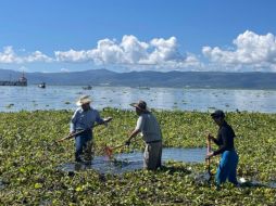 Las toneladas de lirio retiradas fueron llevadas a un predio de la Hacienda La Labor, donde será procesado como composta. ESPECIAL