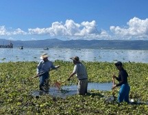 Las toneladas de lirio retiradas fueron llevadas a un predio de la Hacienda La Labor, donde será procesado como composta. ESPECIAL