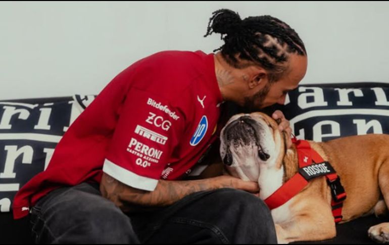 Roscoe, considerado el perro más famoso y carismático del paddock de la Fórmula 1, había sido diagnosticado con neumonía y se encontraba delicado desde hacía tres días. INSTAGRAM / lewishamilton