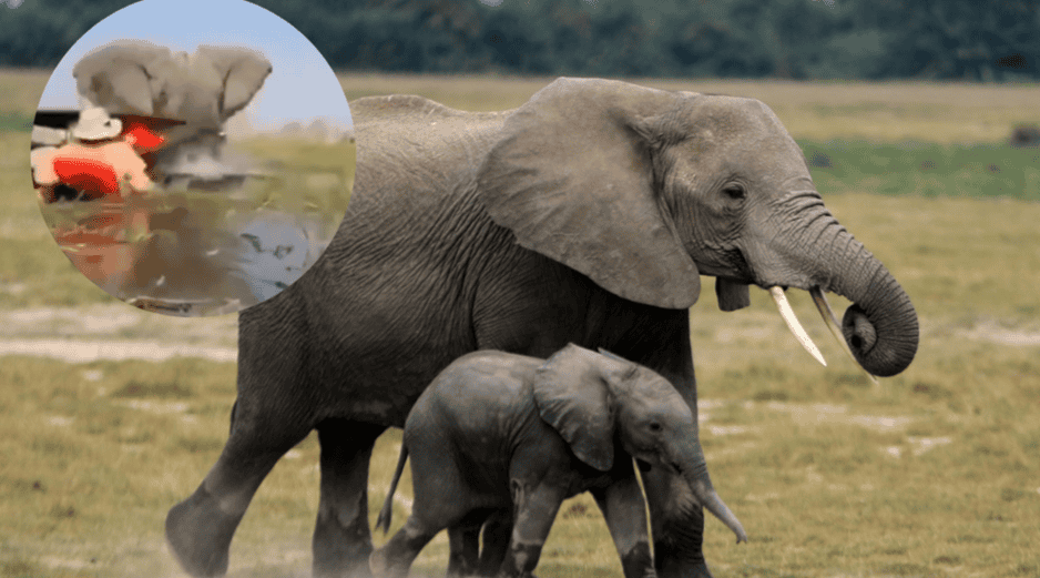 Se viraliza video en el que un elefante ataca a turistas en un safari. EFE / ARCHIVO / ESPECIAL / X  / @elmundoes
