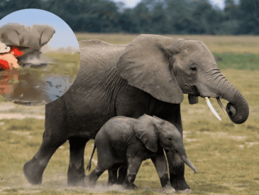 Se viraliza video en el que un elefante ataca a turistas en un safari. EFE / ARCHIVO / ESPECIAL / X  / @elmundoes