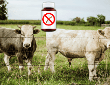 La FDA pidió a productores y veterinarios usar el antiparasitario solo cuando sea médicamente necesario, siguiendo la etiqueta y como parte de un plan integral de control para evitar resistencia y preservar su eficacia. EL INFORMADOR / ARCHIVO