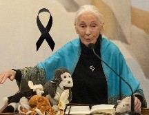 Sus observaciones y sus posteriores apariciones en revistas y documentales en la década de 1960 transformaron la forma en que el mundo percibía a los chimpancés. EFE / ARCHIVO
