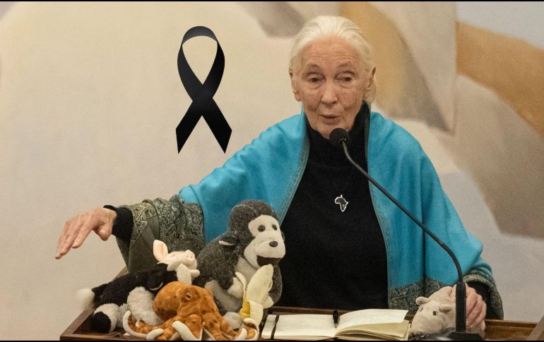 Sus observaciones y sus posteriores apariciones en revistas y documentales en la década de 1960 transformaron la forma en que el mundo percibía a los chimpancés. EFE / ARCHIVO