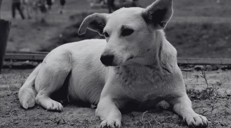 No tengas miedo de reconocer que te duele la ausencia de tu perro, ese será un buen inicio para admitir que necesitas procesar su pérdida. SUN / ARCHIVO