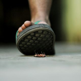 Conoce la planta que ayuda a espantar a las cucarachas de la casa