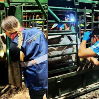 Jalisco continúa libre del contagio por el gusano barrenador