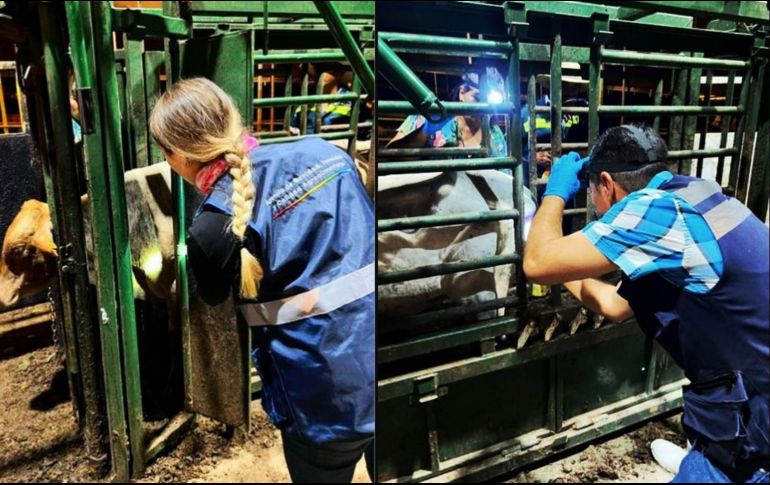 SADER Jalisco, en coordinación con ASICA Jalisco, realizan vigilancia permanente en los corrales certificados. CORTESÍA