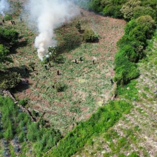 Destruyen 70 mil plantas de mariguana en Tequila