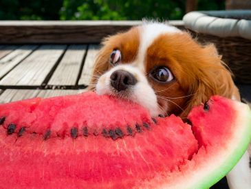 La sandía es una fruta muy hidratante que aporta agua al organismo de tu mascota. ESPECIAL / CANVA