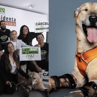 ¿De qué va la "Ley Pay de Limón" sobre maltrato animal?