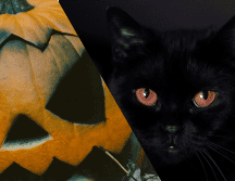 Los gatos negros son parte inseparable del imaginario de Halloween. UNSPLASH/ K. YOKOVLEVA/ UNSPLASH/ D. TRUSHTIN