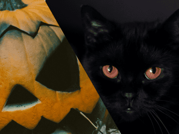 Los gatos negros son parte inseparable del imaginario de Halloween. UNSPLASH/ K. YOKOVLEVA/ UNSPLASH/ D. TRUSHTIN