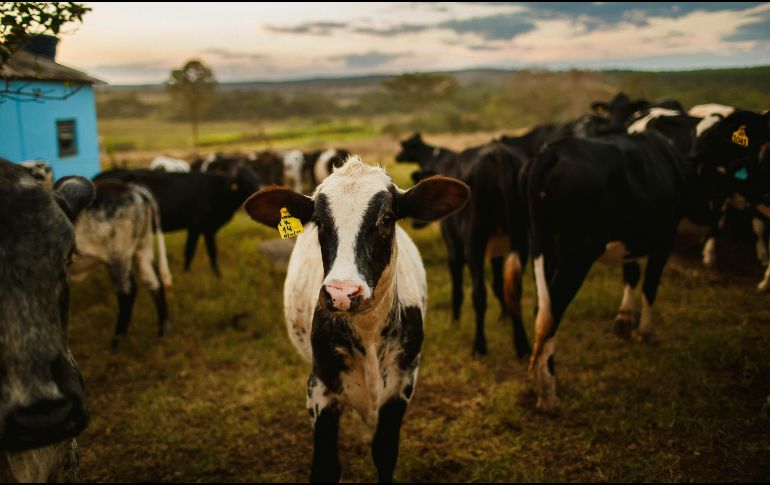 Las lesiones se presentaron principalmente en el ombligo, vulva, región cervical y orejas. UNSPLASH