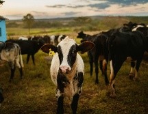 Las lesiones se presentaron principalmente en el ombligo, vulva, región cervical y orejas. UNSPLASH