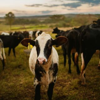 Reportan 658 casos de gusano barrenador en 77 municipios de Yucatán