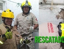 Bomberos de Guadalajara lograron rescatar a un gato tras un reporte ciudadano. ESPECIAL / FACEBOOK Protección Civil y Bomberos Gdl