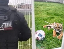 Las sanciones por comerciar con animales protegidos pueden ir desde uno a nueve años de prisión. ESPECIAL