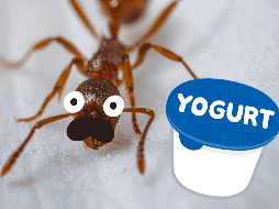 Los investigadores hicieron y compararon yogures hechos con hormigas vivas, congeladas y deshidratadas. ESPECIAL