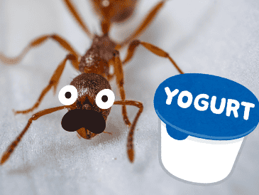 Los investigadores hicieron y compararon yogures hechos con hormigas vivas, congeladas y deshidratadas. ESPECIAL