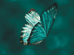 Para algunas personas la llegada de una mariposa a sus hogares en la noche tiene un significado especial. UNSPLASH/ A. GIRI