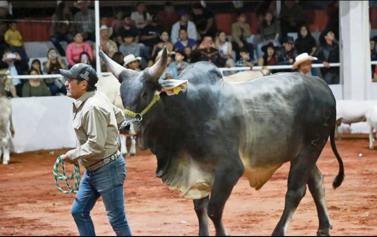 Ganaderos de Jalisco celebran su feria tradicional con un ambiente económico lleno de retos, entre ellos evitar la expansión al gusano barrenador. ESPECIAL