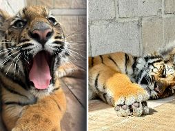 El ejemplar llegó a la Unidad de Rescate de Fauna Silvestre de Tlajomulco (URFST), misma que se encargará de su resguardo temporal. ESPECIAL /  UNASAM