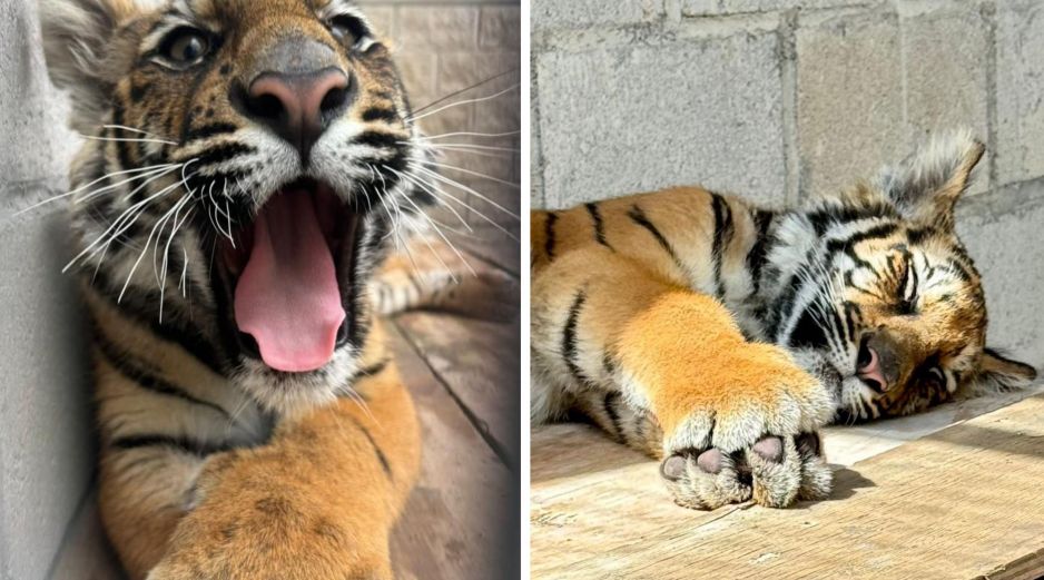 El ejemplar llegó a la Unidad de Rescate de Fauna Silvestre de Tlajomulco (URFST), misma que se encargará de su resguardo temporal. ESPECIAL /  UNASAM