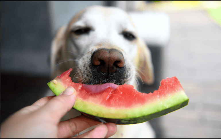 Las frutas pueden ser un excelente premio natural y una forma de aportar variedad a la alimentación de tu mascota. CANVA