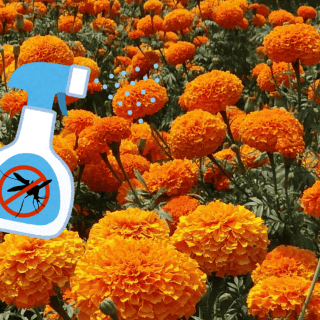 Así puedes usar el cempasúchil para repeler insectos