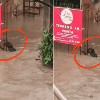 Viral: Perro lucha por su vida en inundación en Veracruz (VIDEO)