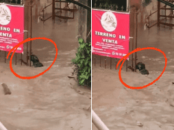 El hecho ocurrió en la colonia Villa de las Flores, donde el agua alcanzó niveles alarmantes. ESPECIAL