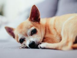 La esperanza de vida de los perros suele ser corta; sin embargo, hay algunas excepciones. UNSPLASH/  A. Gauthier