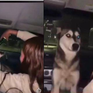 Mujer se hace viral por obligar a un perro a beber alcohol | VIDEO