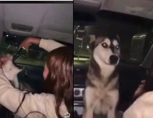 Una mujer subió un video en el que obligaba a un perro a beber alcohol; la situación provocó una fuerte ola de rechazo en redes sociales. ESPECIAL