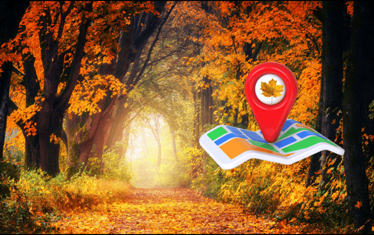 El Bosque de Arce de Jalisco ofrece una experiencia otoñal única sin salir de México. CANVA