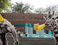 ¡Toma nota! El Zoológico Guadalajara celebra sus 37 años con una promoción increíble. ESPECIAL/ EL INFORMADOR/ ARCHIVO / FACEBOOK/ Zoológico Guadalajara