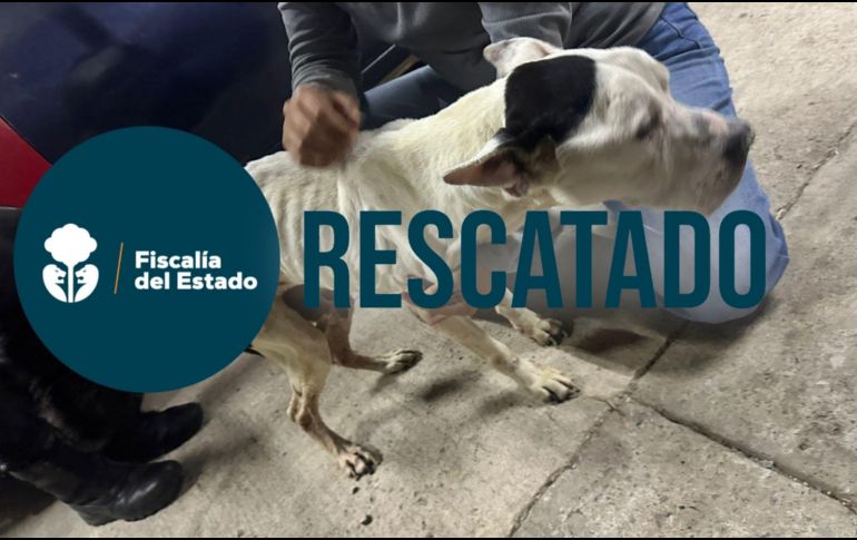 El perro fue trasladado a una veterniaria para su atención; a la par se abrió una carpeta de investigación por los sucesos. ESPECIAL / Fiscalía de Jalisco