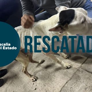 Rescatan al "Flaco"; perro abandonado en un domicilio de El Salto