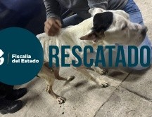 El perro fue trasladado a una veterniaria para su atención; a la par se abrió una carpeta de investigación por los sucesos. ESPECIAL / Fiscalía de Jalisco
